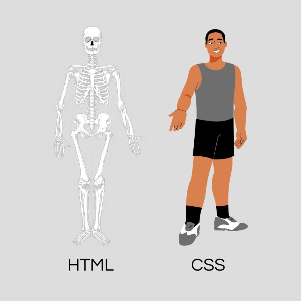 Ilustração representando a diferença entre HTML e CSS. Há um esqueleto de um lado, o HTML, e do outro, há o corpo de um homem, o CSS